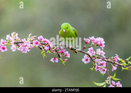 A Plain Parakeet (Brotogeris tirica) in the Atlantic Forest biome of Brazil perching on a tree branch. Stock Photo