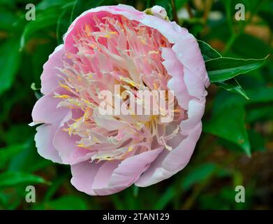 Pale pink peony flower variety Cream puff with creamy pink staminodes. Delightful delicacy and perfection of an elegant flower, beauty of nature, gard Stock Photo
