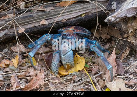 A blue Coconut crab or Robber Crab (Birgus latro) on the forest floor, Christmas Island, Australia Stock Photo