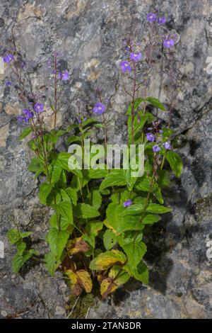 Spiked Pyrenean Speedwell, Veronica ponae, in flower by stream in the Pyrenees. Stock Photo