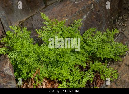 Parsley Fern, Cryptogramma crispa with fertile and sterile fronds. Stock Photo