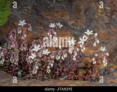 Short-leaved Stonecrop, Sedum brevifolium growing on a cliff, Andorran Pyrenees. Stock Photo