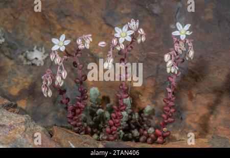 Short-leaved Stonecrop, Sedum brevifolium growing on a cliff, Andorran Pyrenees. Stock Photo