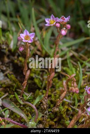 Hairy stonecrop, Sedum villosum, in flower in damp calcareous streamside flush. Rare in UK. Stock Photo
