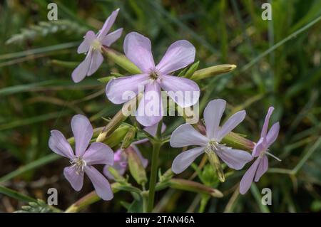 Common soapwort, Saponaria officinalis in flower on roadside bank. Stock Photo