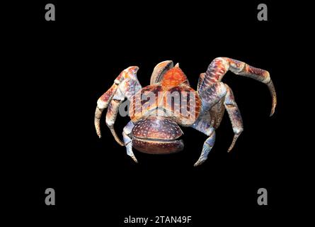 Cut-out of a giant Coconut crabs or Robber Crabs (Birgus latro), Christmas Island, Australia Stock Photo