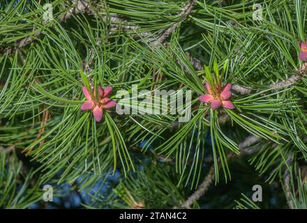 Male flowers of Arolla pine, Pinus cembra, in spring. Stock Photo