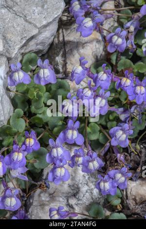 Italian Toadflax, Cymbalaria pallida in flower on limestone scree, Apennines, Italy. Stock Photo