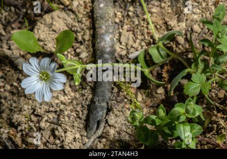 An alpine mouse-ear Chickweed, Cerastium carinthiacum ssp. austroalpinum in flower, Austrian Alps. Stock Photo