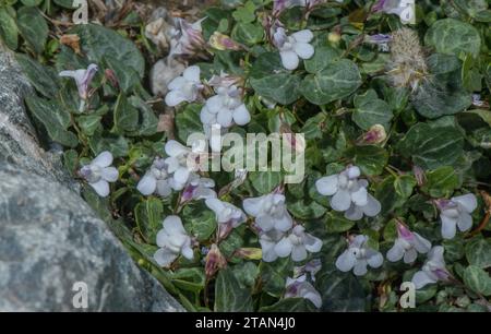 Corsican Toadflax, Cymbalaria hepaticifolia in flower. Corsican endemic. Stock Photo