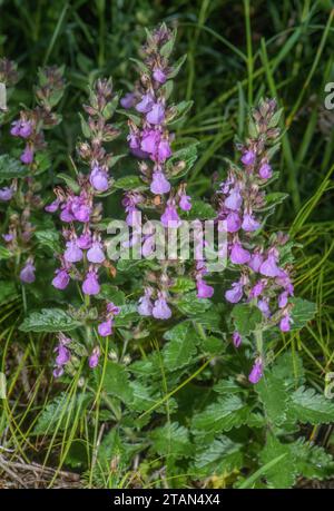 Wall germander, Teucrium chamaedrys, in flower on limestone bank. Stock Photo
