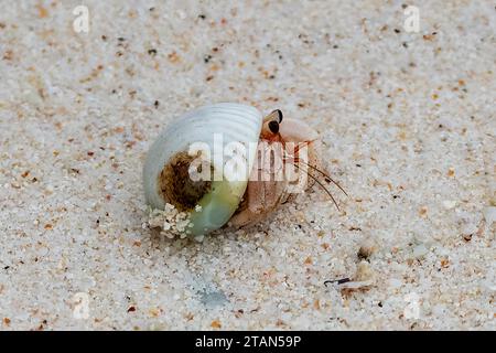 Hermit Crab on the beach, Christmas Island, Australia Stock Photo