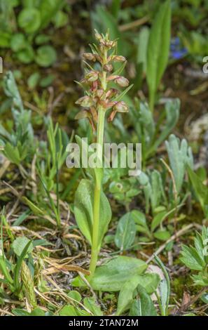 Frog Orchid, Dactylorhiza viridis in flower in high montane pasture. Stock Photo