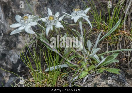 Edelweiss, Leontopodium nivale, in flower in the Dolomites. Stock Photo