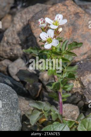 Large bitter-cress, Cardamine amara ssp. amara in flower by mountain stream. Stock Photo