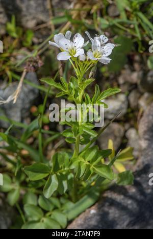 Large bitter-cress, Cardamine amara ssp. amara in flower by mountain stream. Stock Photo