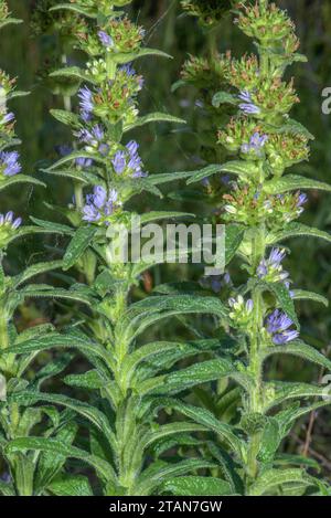 Bristly Bellflower, Campanula cervicaria in flower, from Central Europe. Stock Photo