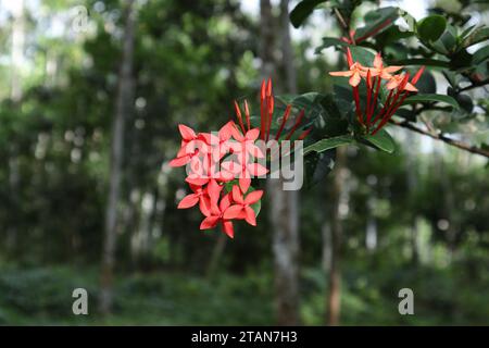 Red flower clusters of a Jungle geranium plant (Ixora coccinea). This plant known by several names like flame of the woods, Jungle flame, or Rathmal p Stock Photo