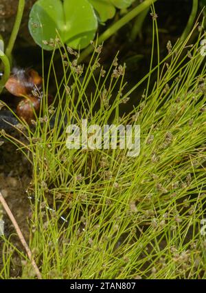 Bristle club-rush, Isolepis setacea, in flower on pond margin. Stock Photo