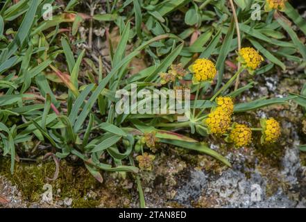 Three-veined Hare's Ear, Bupleurum ranunculoides, in flower on limestone ledge, Swiss Alps. Stock Photo