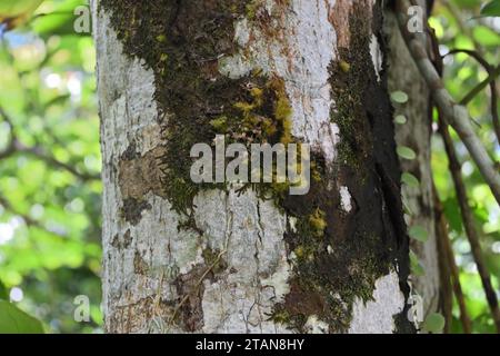 A view of the surface of a mango tree stem with moss and lichens growing on it Stock Photo