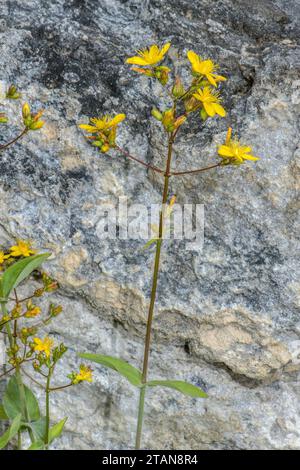 Pale St John’s Wort, Hypericum montanum in flower on dry bank. Stock Photo