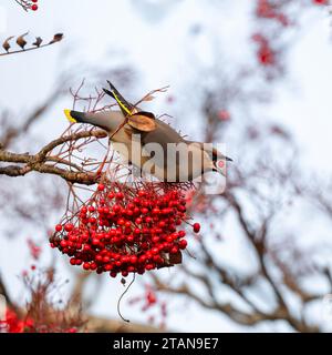 A Waxwing Bombycilla garrulus feeding on Rowan berries in Norwich, Norfolk, UK Stock Photo