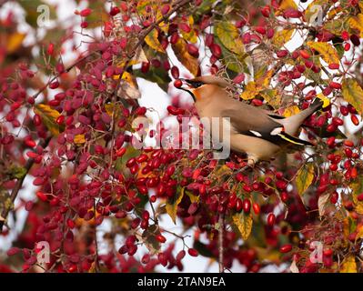 A Waxwing Bombycilla garrulus feeding on Rowan berries in Wiveton, North Norfolk, UK Stock Photo