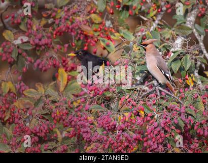 A Waxwing Bombycilla garrulus feeding on Rowan berries in Wiveton, North Norfolk, and being carefully watched by a Blackbird. Stock Photo