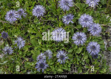 Matted Globularia, Globularia cordifolia, in flower. France. Stock Photo