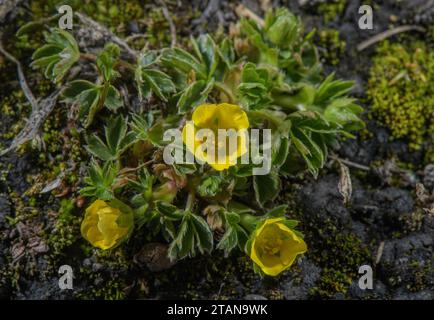 Dwarf Cinquefoil, Potentilla brauniana in flower on the edge of a melting snow-patch, Col de L'Iseran, French Alps. Stock Photo