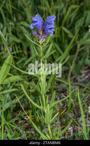 Northern Dragonhead, Dracocephalum ruyschiana in flower in the Vanoise National Park. Stock Photo