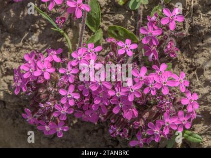 Rock soapwort, Saponaria ocymoides, in flower in the french Alps. Stock Photo