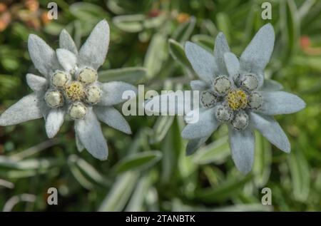 Edelweiss, Leontopodium nivale, in flower in the French Alps. Stock Photo