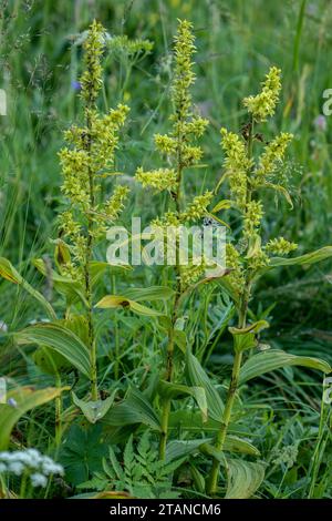 White false Helleborine, Veratrum album, in flower in mountain meadows, French Alps. Stock Photo