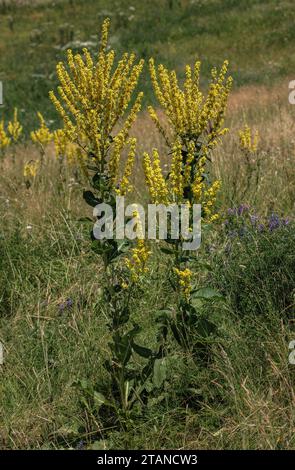 Hoary mullein, Verbascum pulverulentum, in flower in the French Alps. Stock Photo