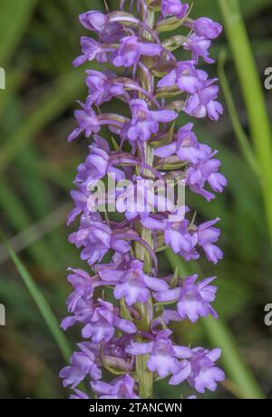 Marsh Fragrant Orchid, Gymnadenia densiflora, in flower in marshy grassland, Maritime Alps. Stock Photo