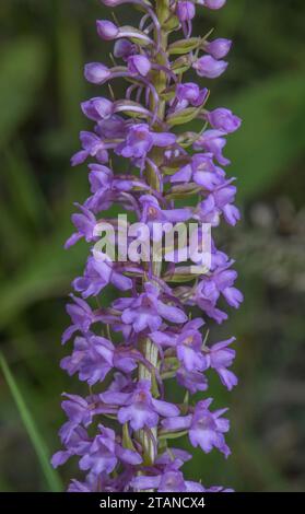 Marsh Fragrant Orchid, Gymnadenia densiflora, in flower in marshy grassland, Maritime Alps. Stock Photo