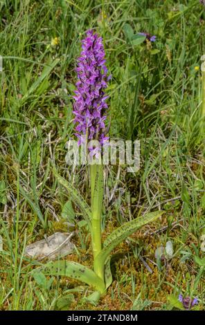 Flecked marsh Orchid, Dactylorhiza incarnata ssp. cruenta, in flower in the Maritime Alps. Stock Photo