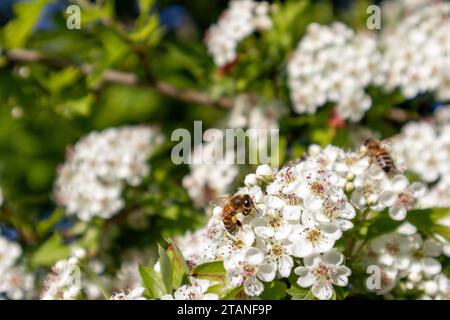 A white flower bush with small white flowers and two bees on it Stock Photo