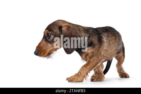 Adorable brown teckel dog pup, walking away side ways. Looking away from camera. isolated on a white background. Stock Photo