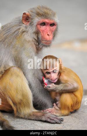 A Rhesus Macaque monkey at the geologist chasnipir (R) Shrine premises is Sylhet. World Animal Welfare Day is a global initiative for the welfare of animals that educates people about the significant role of animals in nature and their importance for maintaining the ecological balance. Bangladesh. Stock Photo