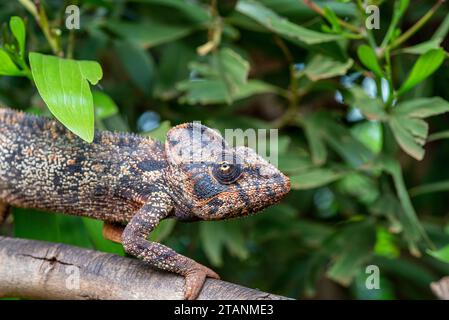 A Malagasy giant chameleon on a tree branch, Amber Mountain, Northern Madagascar. Stock Photo