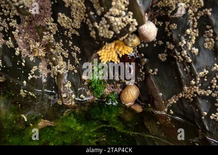 Rock covered in barnacles, dogwhelks and clusters of their eggs Stock Photo