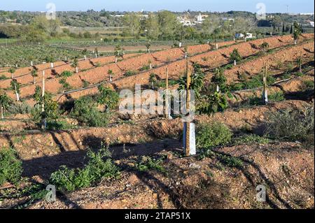 PORTUGAL, Algarve, Lagos, Avocado tree plantation with drip irrigation, avocado farming needs much water for irrigation / Avocado Anbau mit Tröpfchenbewässerung , fuer die Bewaesserung wird viel Wasser verbraucht Stock Photo