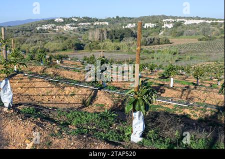 PORTUGAL, Algarve, Lagos, Avocado tree plantation with drip irrigation, avocado farming needs much water for irrigation / Avocado Anbau mit Tröpfchenbewässerung , fuer die Bewaesserung wird viel Wasser verbraucht Stock Photo