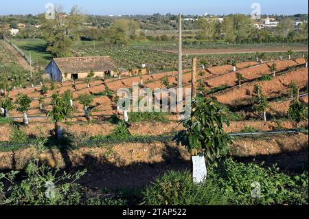 PORTUGAL, Algarve, Lagos, Avocado tree plantation with drip irrigation, avocado farming needs much water for irrigation / Avocado Anbau mit Tröpfchenbewässerung , fuer die Bewaesserung wird viel Wasser verbraucht Stock Photo