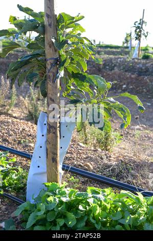 PORTUGAL, Algarve, Lagos, Avocado tree plantation with drip irrigation, avocado farming needs much water for irrigation / Avocado Anbau mit Tröpfchenbewässerung , fuer die Bewaesserung wird viel Wasser verbraucht Stock Photo