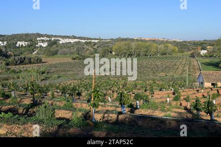 PORTUGAL, Algarve, Lagos, Avocado tree plantation with drip irrigation, avocado farming needs much water for irrigation / Avocado Anbau mit Tröpfchenbewässerung , fuer die Bewaesserung wird viel Wasser verbraucht Stock Photo