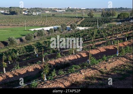 PORTUGAL, Algarve, Lagos, Avocado tree plantation with drip irrigation, avocado farming needs much water for irrigation / Avocado Anbau mit Tröpfchenbewässerung , fuer die Bewaesserung wird viel Wasser verbraucht Stock Photo